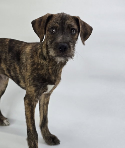 Luis, an adoptable Terrier in Sedalia, CO
