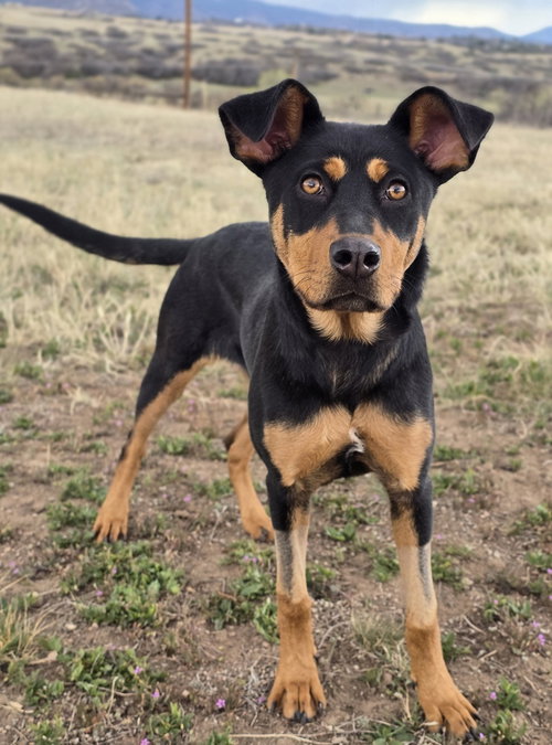 Baby Girl, an adoptable Rottweiler in Sedalia, CO