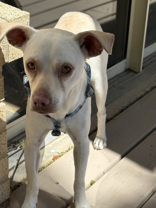 Link, an adoptable Chihuahua in Sedalia, CO