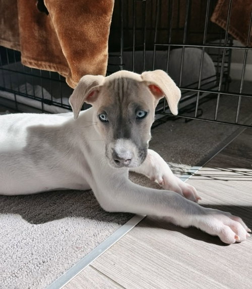 Pacman, an adoptable Great Dane in Sedalia, CO