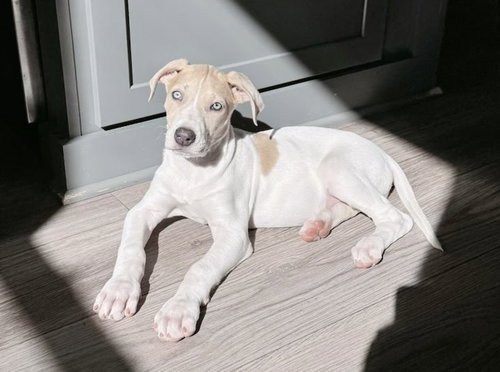 Phoenix, an adoptable Great Dane in Sedalia, CO