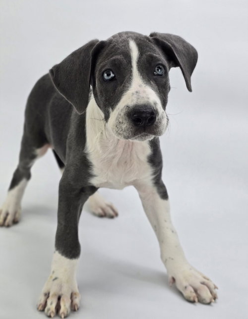 Pheonie, an adoptable Great Dane in Sedalia, CO