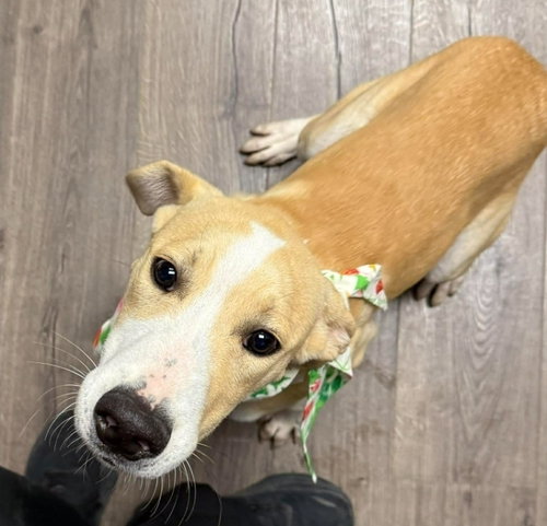 Pancake, an adoptable Labrador Retriever in Sedalia, CO