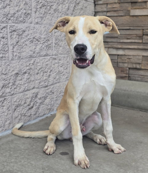 Pancake, an adoptable Labrador Retriever in Sedalia, CO