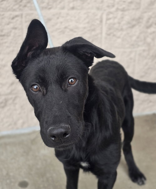 Merlin, an adoptable German Shepherd Dog in Sedalia, CO