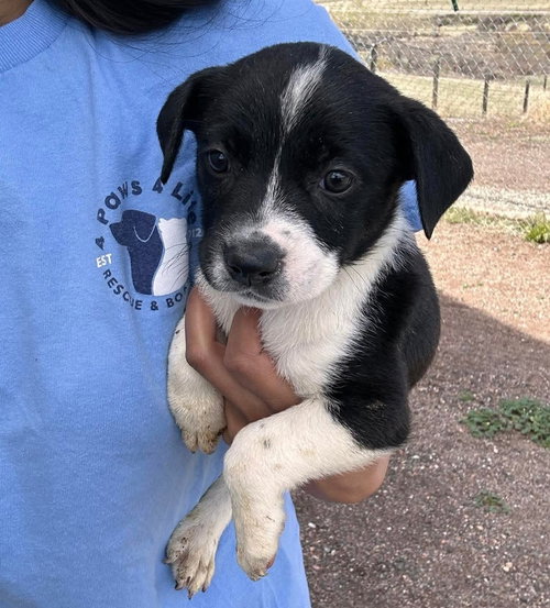 Joan, an adoptable Bulldog in Sedalia, CO