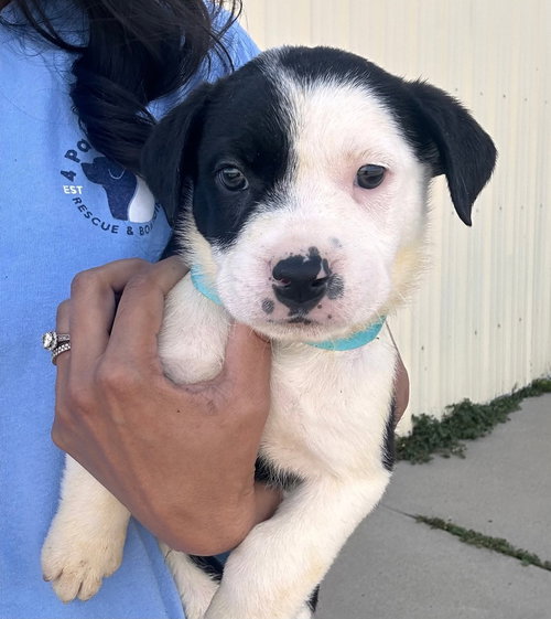 Jagger, an adoptable Bulldog in Sedalia, CO