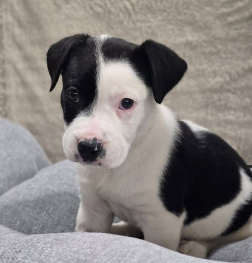 Jagger, an adoptable Bulldog in Sedalia, CO