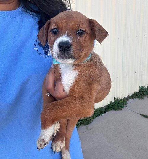 Stevie, an adoptable Bulldog in Sedalia, CO