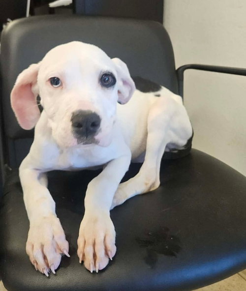 Buster, an adoptable Pit Bull Terrier in Sedalia, CO