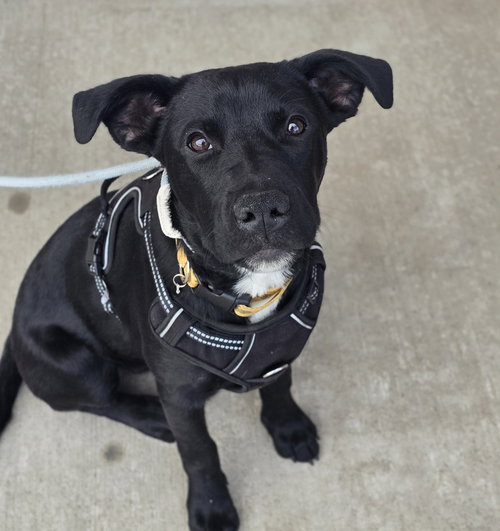 Skye, an adoptable Labrador Retriever in Sedalia, CO