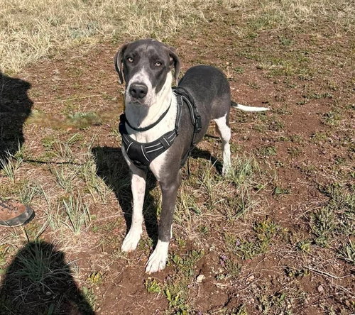 Penelope, an adoptable Great Dane in Sedalia, CO