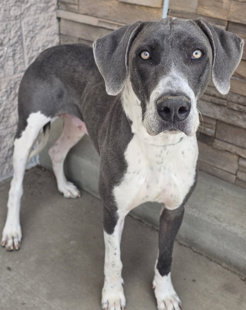 Penelope, an adoptable Great Dane in Sedalia, CO