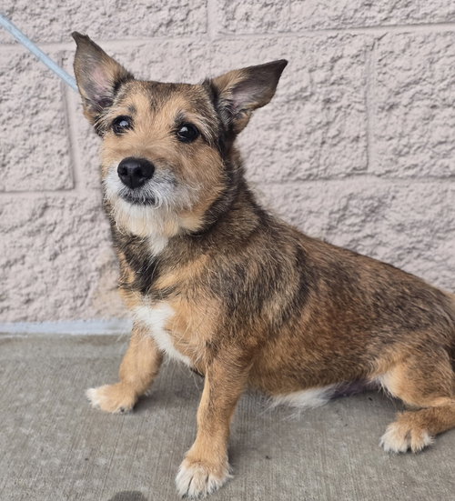 Ice Cream, an adoptable Cairn Terrier in Sedalia, CO