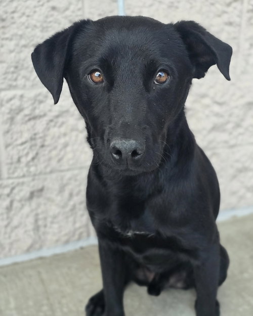 Barbeque, an adoptable Labrador Retriever in Sedalia, CO