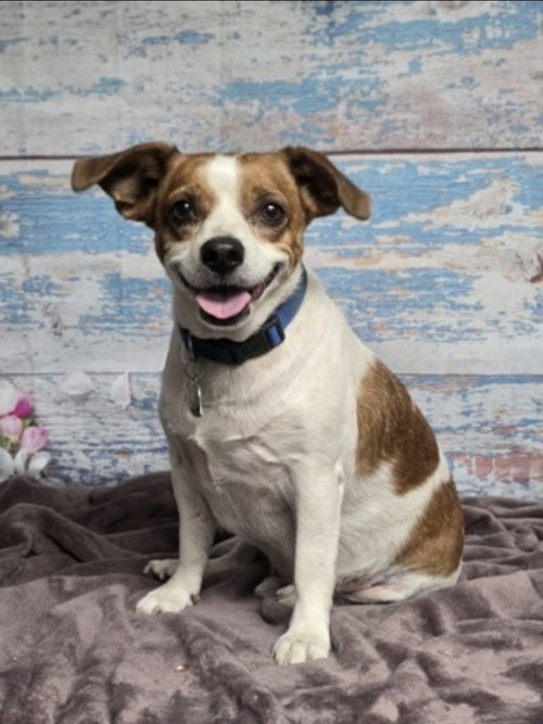 Neo, an adoptable Chihuahua in Sedalia, CO