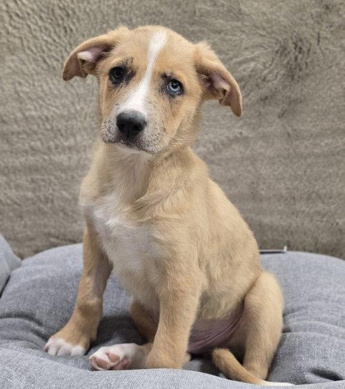 Chicago, an adoptable Catahoula Leopard Dog in Sedalia, CO