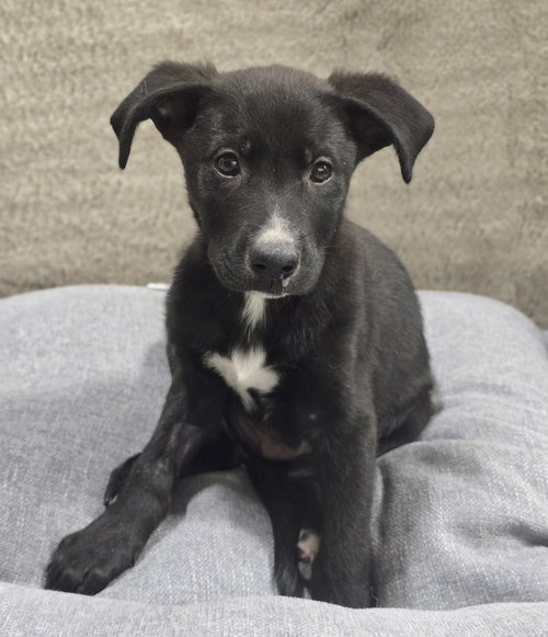 Tokyo, an adoptable Catahoula Leopard Dog in Sedalia, CO