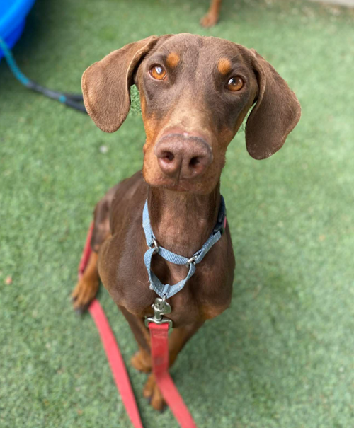 Penny Pinscher, an adoptable Doberman Pinscher in Sedalia, CO