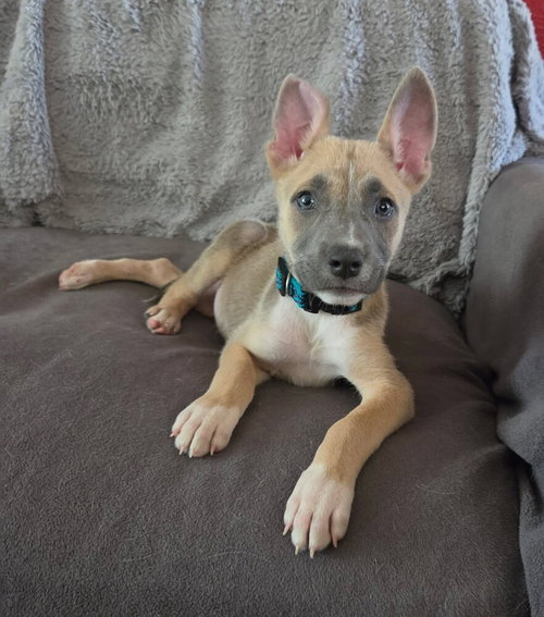 Andres aka Anders, an adoptable American Staffordshire Terrier in Sedalia, CO