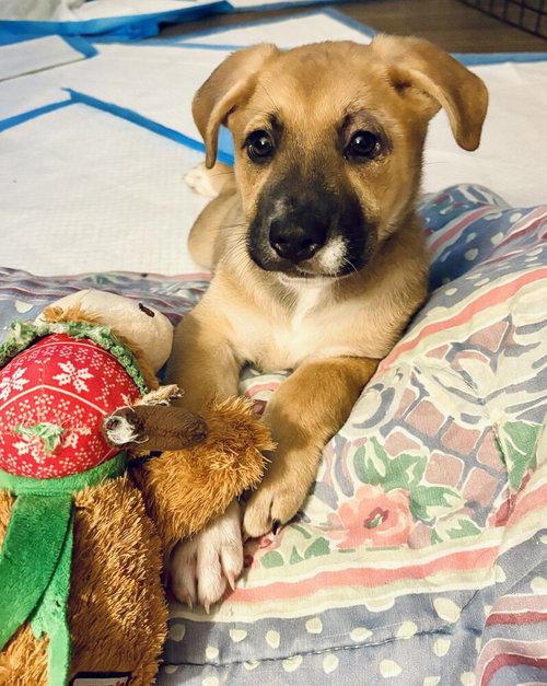 Sydney, an adoptable Catahoula Leopard Dog in Sedalia, CO