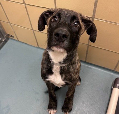 Samir, an adoptable Black Mouth Cur in Sedalia, CO