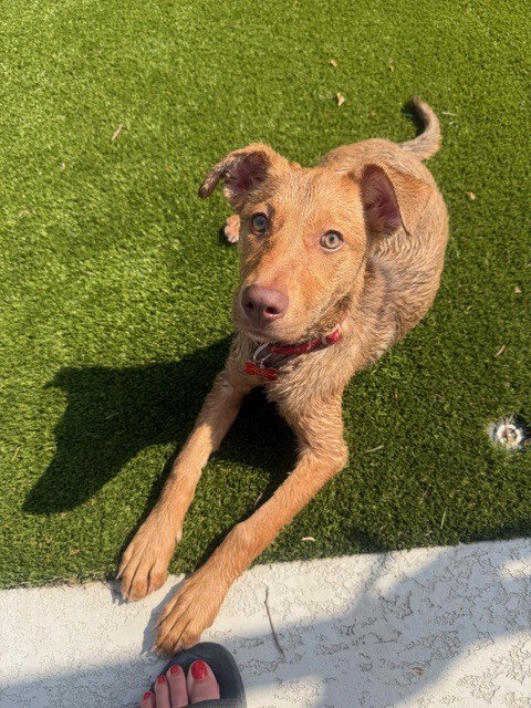 Wendolyn, an adoptable Labrador Retriever in Sedalia, CO