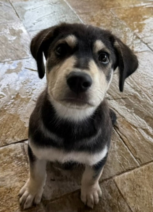 Elijah, an adoptable Australian Shepherd in Sedalia, CO