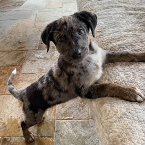 Emmett, an adoptable Australian Shepherd in Sedalia, CO