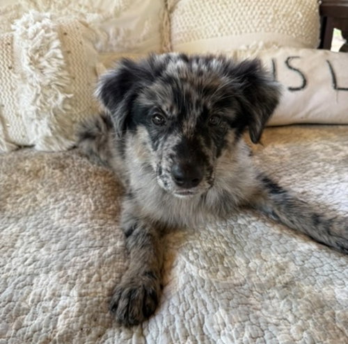 Evelyn, an adoptable Australian Shepherd in Sedalia, CO