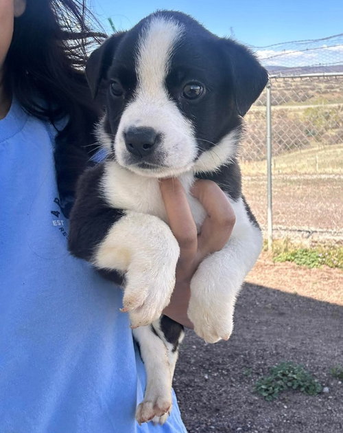 Ozzy, an adoptable Bulldog in Sedalia, CO