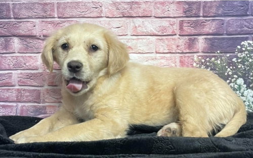 Marigold, an adoptable Golden Retriever in Sedalia, CO