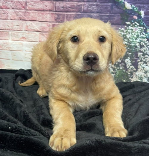 Aster, an adoptable Golden Retriever in Sedalia, CO