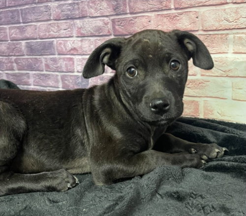 Chicory, an adoptable Labrador Retriever in Sedalia, CO