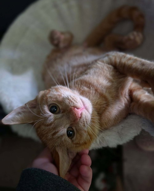 Declan, an adoptable Domestic Short Hair in Sedalia, CO