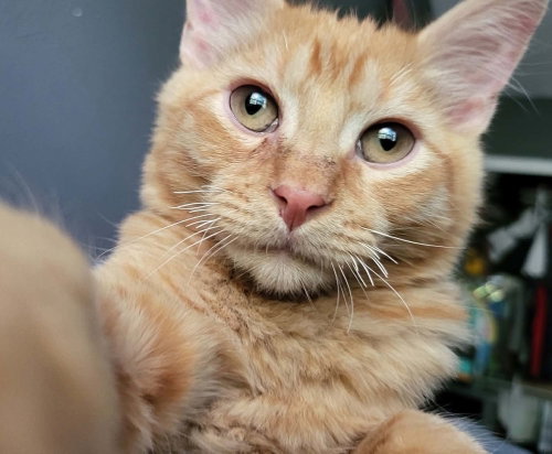 Owen, an adoptable Domestic Short Hair in Sedalia, CO