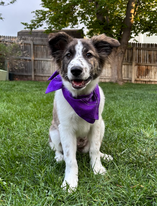 Poison Ivy, an adoptable Anatolian Shepherd in Sedalia, CO