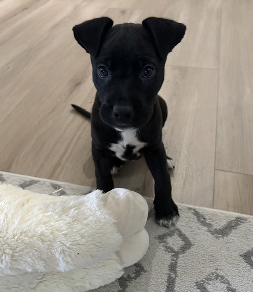 Bowie, an adoptable American Bulldog in Sedalia, CO