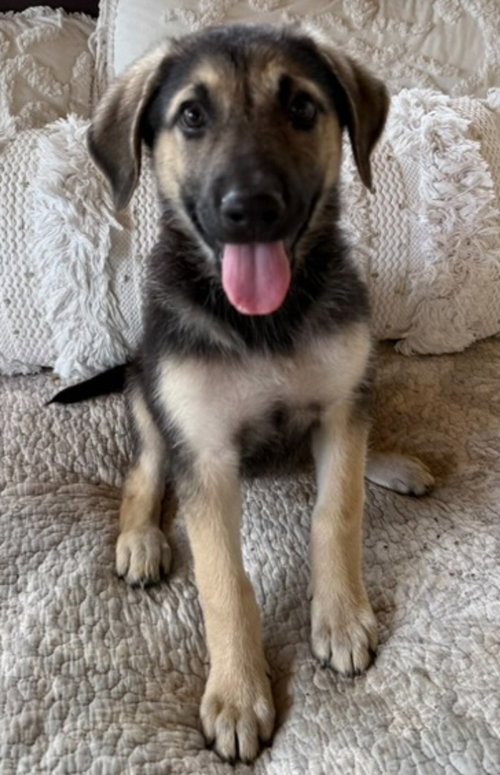 Eleanor, an adoptable Australian Shepherd in Sedalia, CO