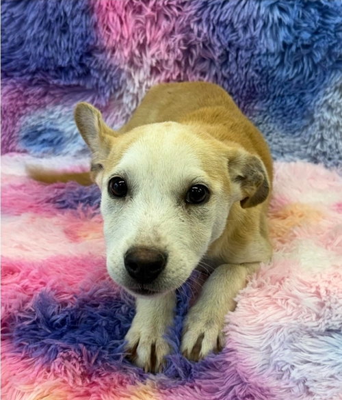 Sadie photo 2