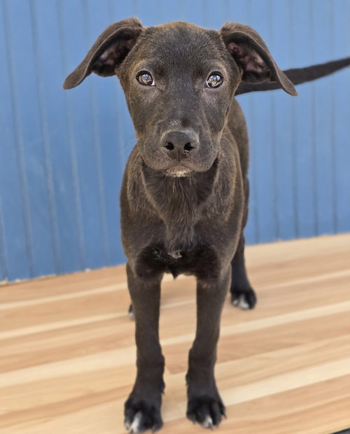 Manuel, an adoptable Labrador Retriever in Sedalia, CO