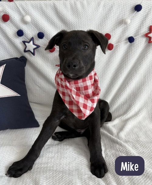 Mike