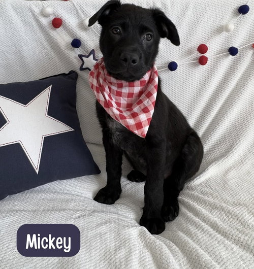 Mickey