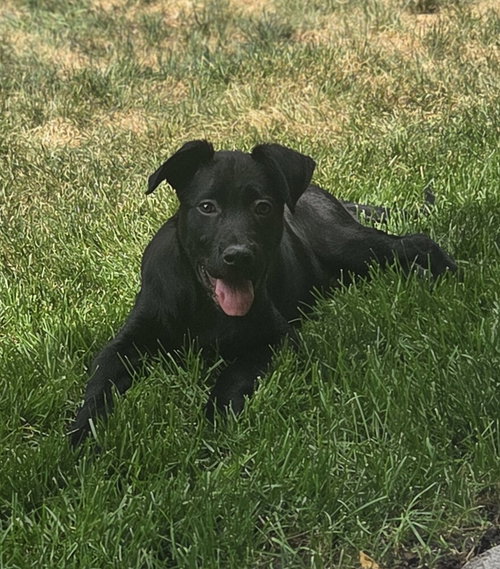 Mickey, an adoptable Labrador Retriever in Sedalia, CO