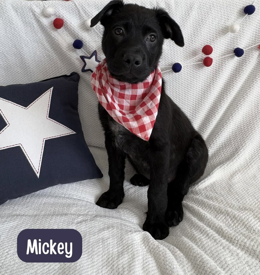 Mickey