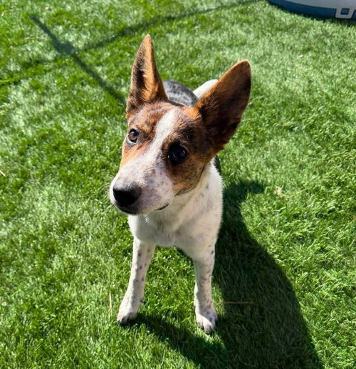 Crouton, an adoptable Australian Cattle Dog in Sedalia, CO