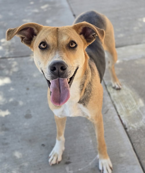 Noreen, an adoptable Beagle in Sedalia, CO
