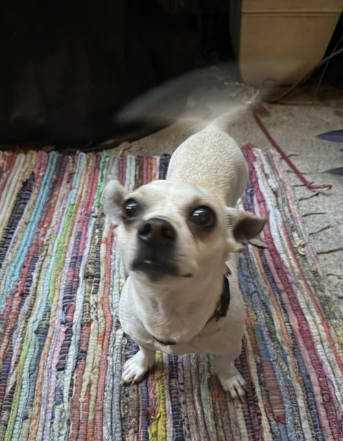 Toby photo 2