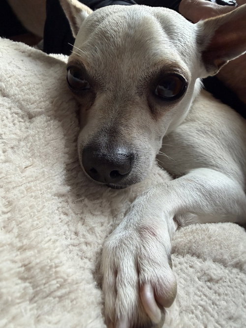 Toby photo 3