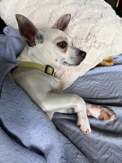 Toby photo 4
